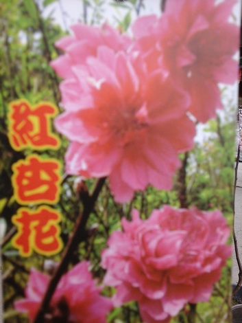 紅杏花（喬木花卉，嫁接苗，高2尺半，特價150元）