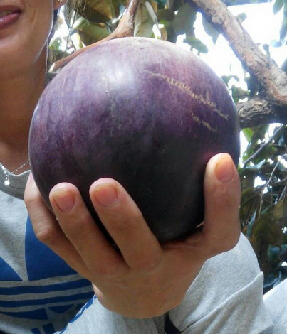 紫霸牛奶果（新興果樹，嫁接苗，售價300元）