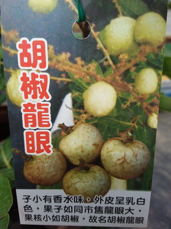胡椒龍眼（新興果樹，高壓苗，售價600元）