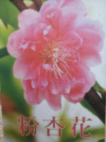 粉杏花（喬木花卉，嫁接苗，高2尺半，特價150元）