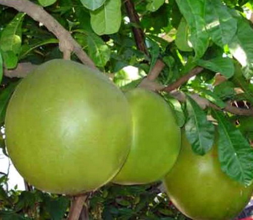 食用蒲瓜樹（新興水果，扦插苗，高2尺半）