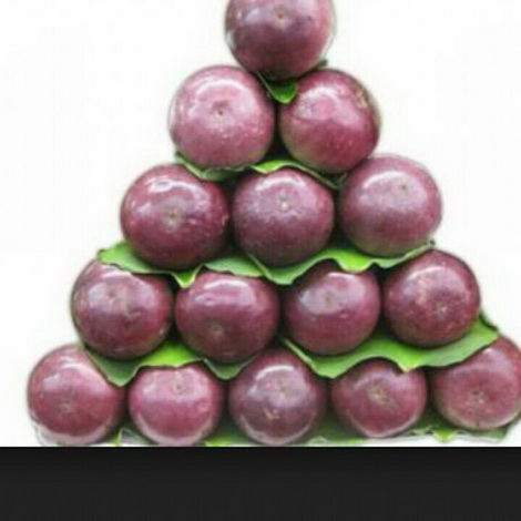 越南大果紫皮星蘋果（新興果樹，嫁接苗，高度2尺）