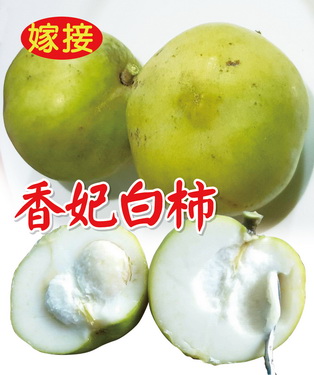 香妃白柿（嫁接苗，售價700元）