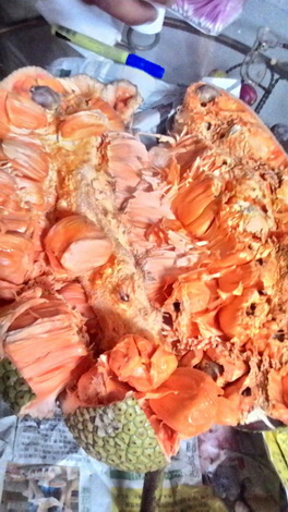 RC榴槤蜜（紅肉）（嫁接苗，售價600元）