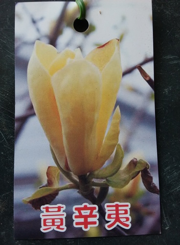 黃辛夷（國外花卉，嫁接苗，售價600元）