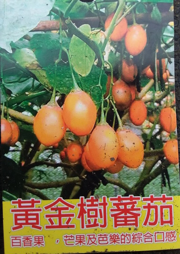 黃金樹番茄（實生苗，售價200元）