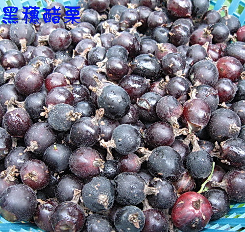 黑穗醋栗（新興水果，扦插苗，高一尺以上）