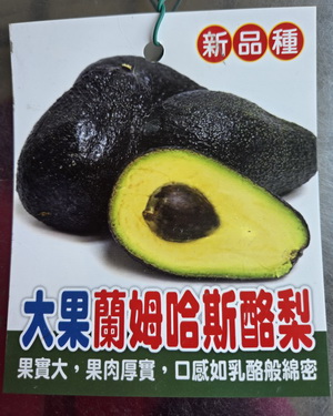 大果蘭姆哈斯酪梨（嫁接苗，售價500元）