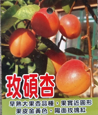 玫碩杏（嫁接苗，售價300元）