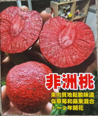 非洲桃（高壓苗，售價1800元）