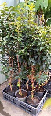 艾斯卡樹葡萄~目前掛果中（售價600元）