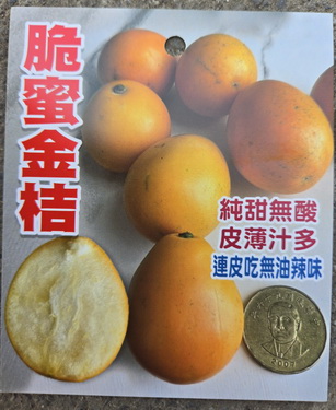脆蜜金桔（嫁接苗，售價800元）