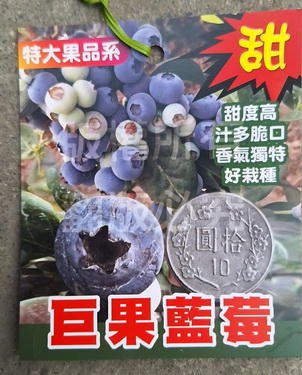 巨果藍莓--特大果品系（扦插苗.售價1300元）