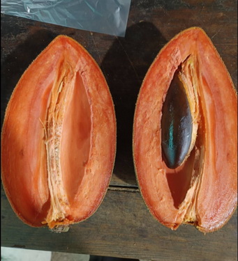 大吉麻美(嫁接苗)僅8棵