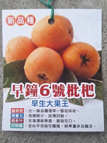 早鍾6號枇杷（ 嫁接苗，售價300元）