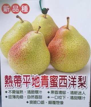 熱帶平地青蜜西洋李（嫁接苗.售價300元）