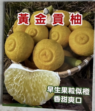 黃金貢柚（嫁接苗.售價1000元）