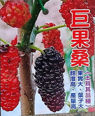 巨果桑-土耳其品種（阡插苗，售價150元)
