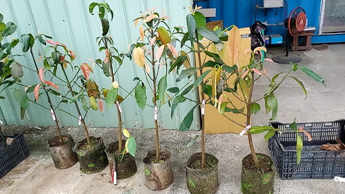 墨西哥山竹（已經開花，實生苗，3000元）僅6棵自取