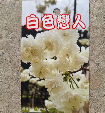 白色戀人櫻花（嫁接苗，售價350元）