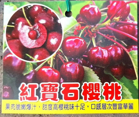 紅寶石櫻桃（嫁接苗，特價600元）
