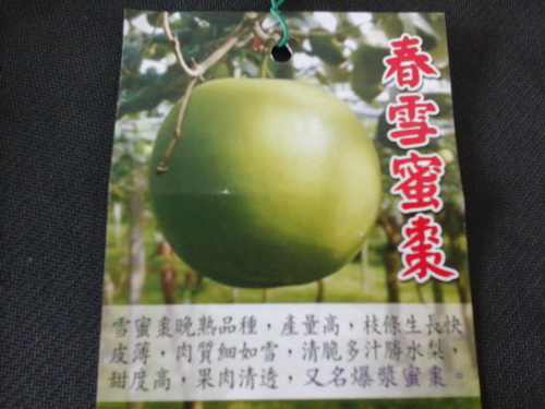 春雪蜜棗（新興果樹，嫁接苗，特價250元）