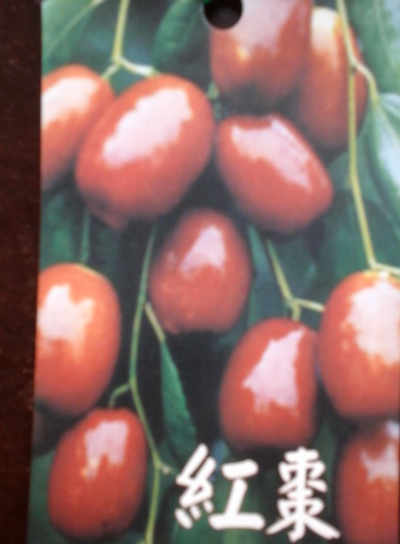 紅棗（中大苗，高2尺以上，特價400元）