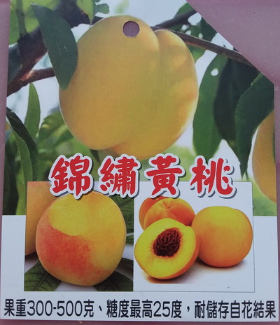 錦繡黃桃（嫁接苗，售價800元）