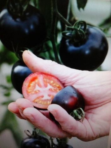 黑番茄（新興果樹，實生苗，特價200元）